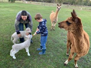 Session with Kim and alpacas
